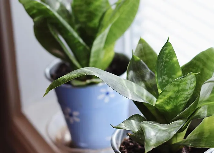 Marja 旅馆 米凯利